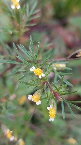 Tagetes pusilla