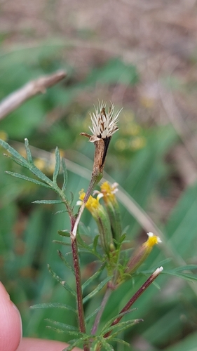 Tagetes pusilla