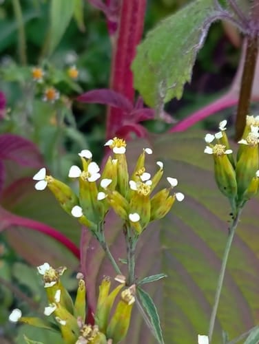 Tagetes terniflora