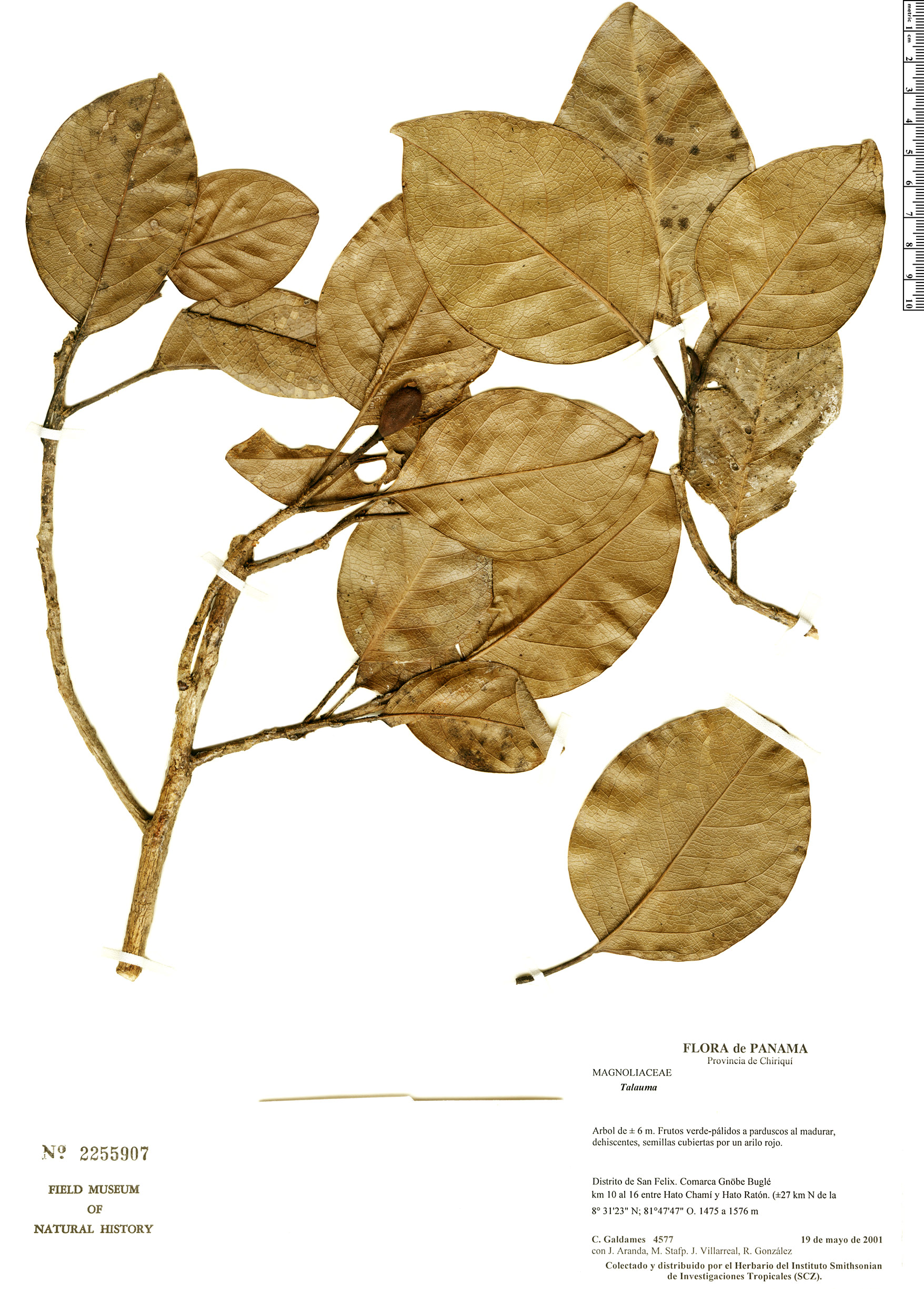 Talauma diffusa