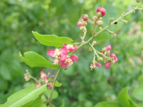 Talinella grevei