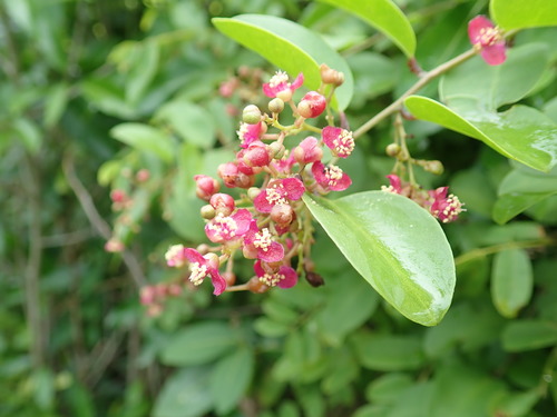 Talinella grevei