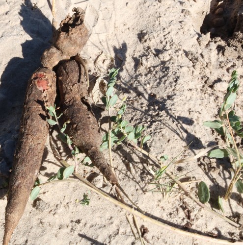 Talinum crispatulum