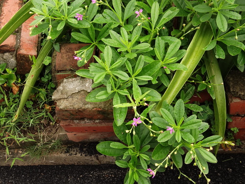 Talinum fruticosum