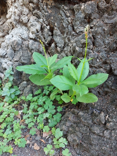 Talinum paniculatum