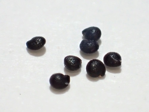 Talinum paniculatum