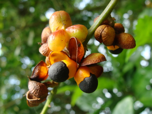 Talisia macrophylla