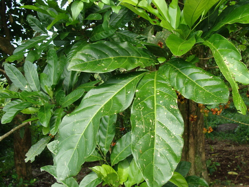 Talisia macrophylla