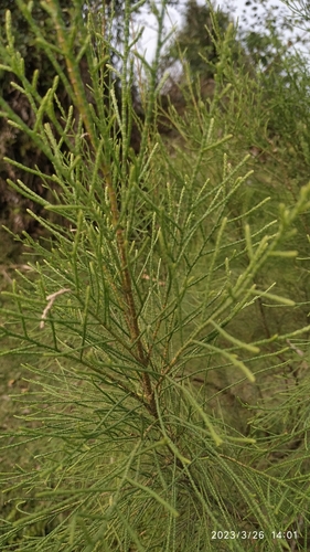 Tamarix dioica