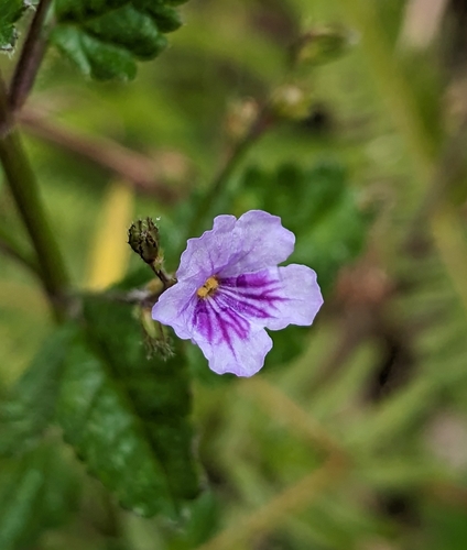 Tamonea spicata