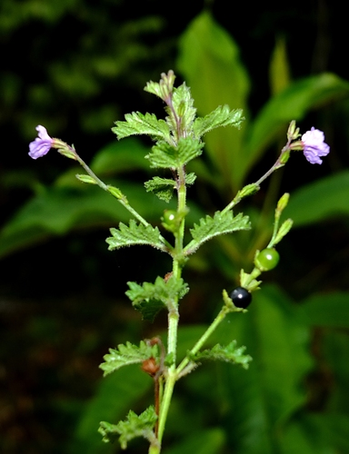 Tamonea spicata