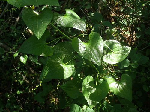 Tamus communis