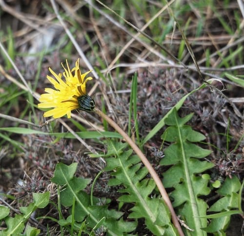 Taraxacum hybernum
