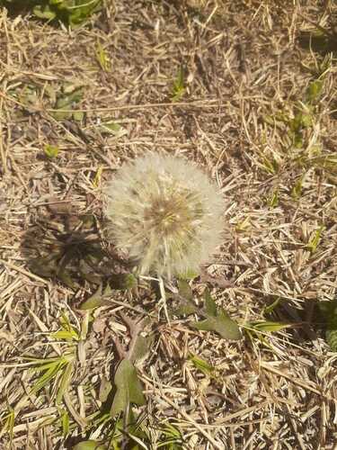 Taraxacum magellanicum