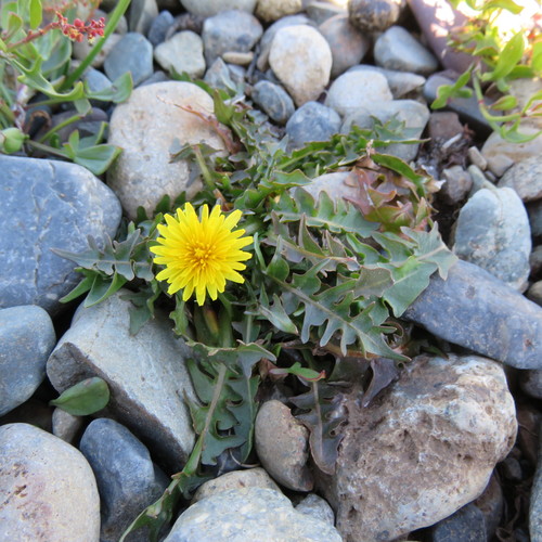 Taraxacum magellanicum