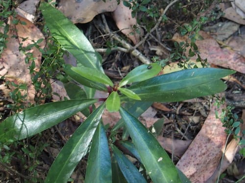 Tasmannia lanceolata