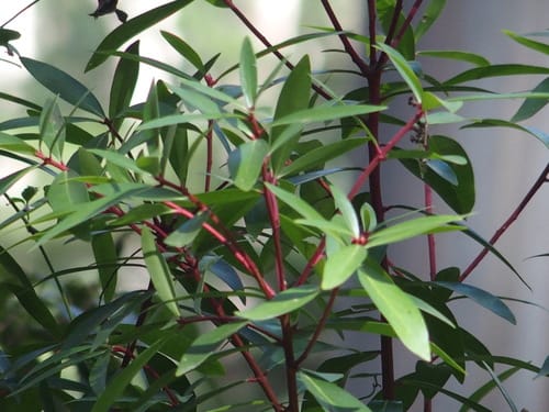 Tasmannia lanceolata