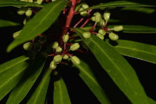 Tasmannia stipitata