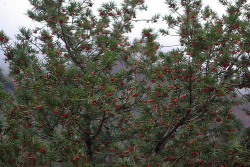 Taxus baccata