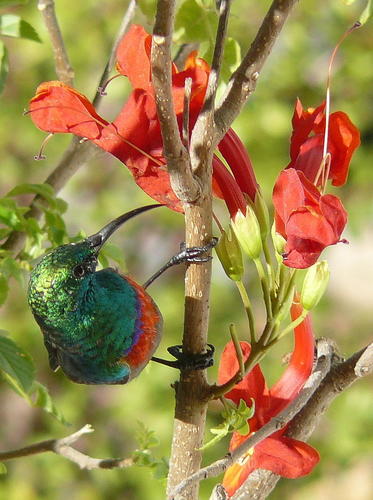Tecoma capensis