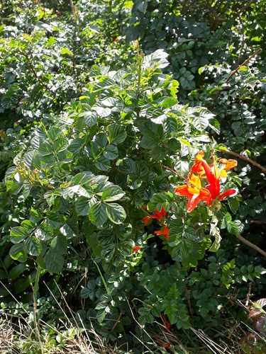 Tecoma capensis