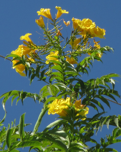 Tecoma stans