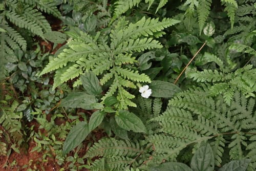 Tectaria gemmifera