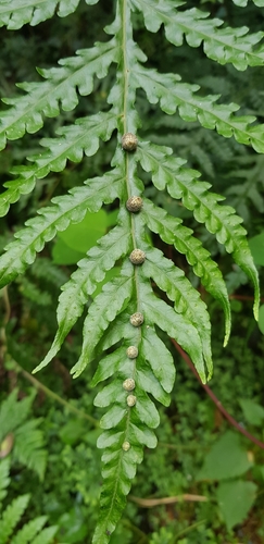 Tectariaceae