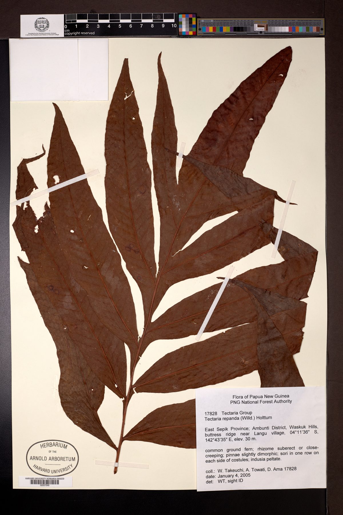Tectaria repanda