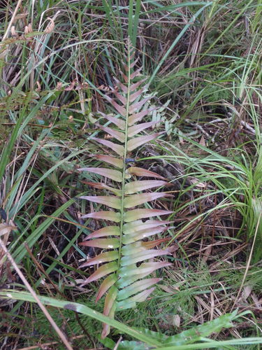 Telmatoblechnum indicum
