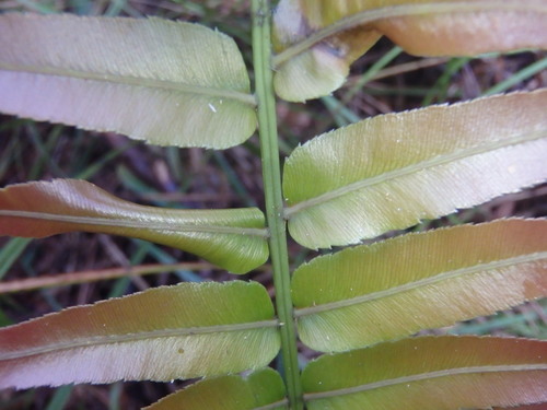 Telmatoblechnum indicum