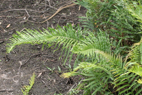 Blechnaceae