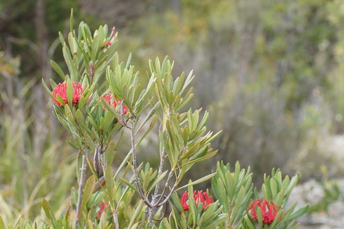 Telopea truncata