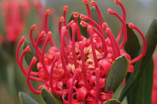 Telopea truncata