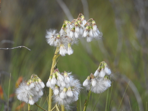 Tephroseris palustris