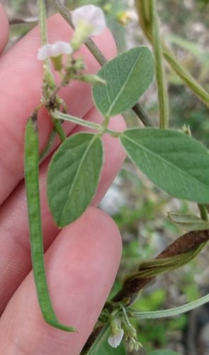 Teramnus labialis