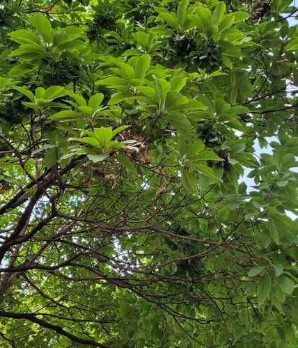 Terminalia argentea