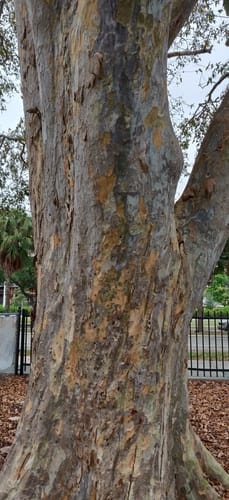 Terminalia arjuna