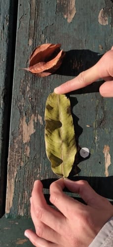 Terminalia arjuna