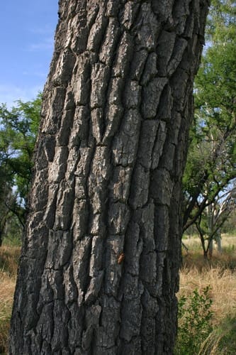 Terminalia arostrata