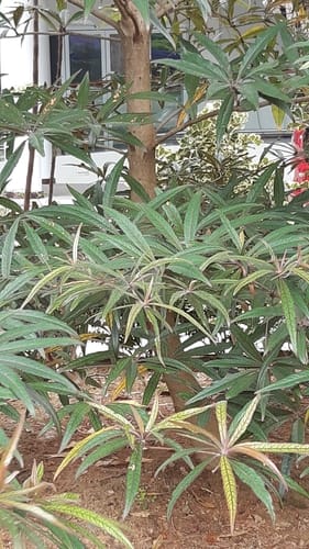 Terminalia bentzoe