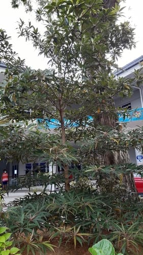 Terminalia bentzoe