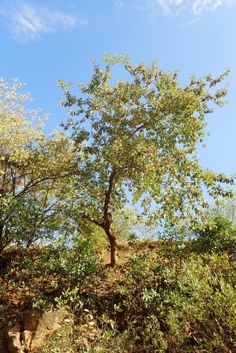 Terminalia brownii