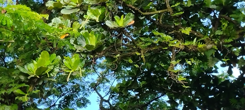 Terminalia carolinensis