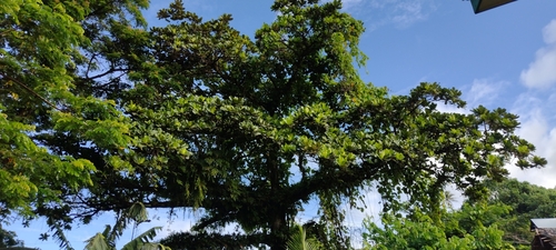 Terminalia carolinensis