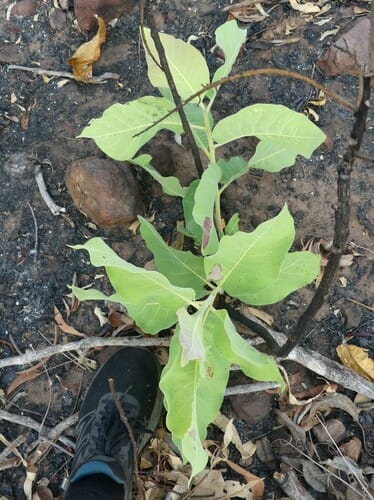 Terminalia carpentariae