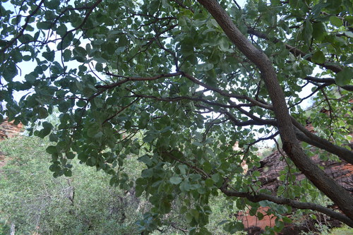 Terminalia carpentariae
