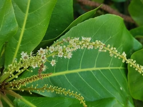 Terminalia catappa