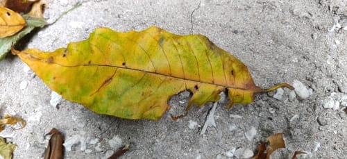 Terminalia citrina
