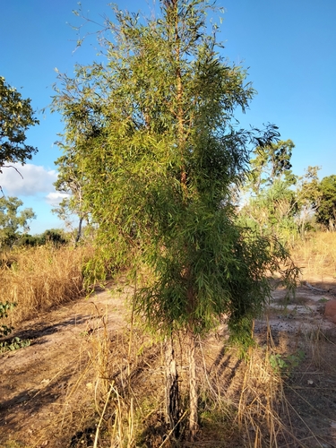 Terminalia grandiflora
